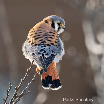 American Kestrel