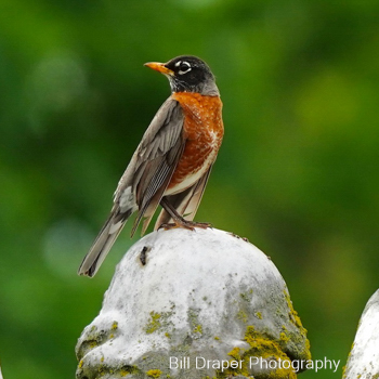 American Robin