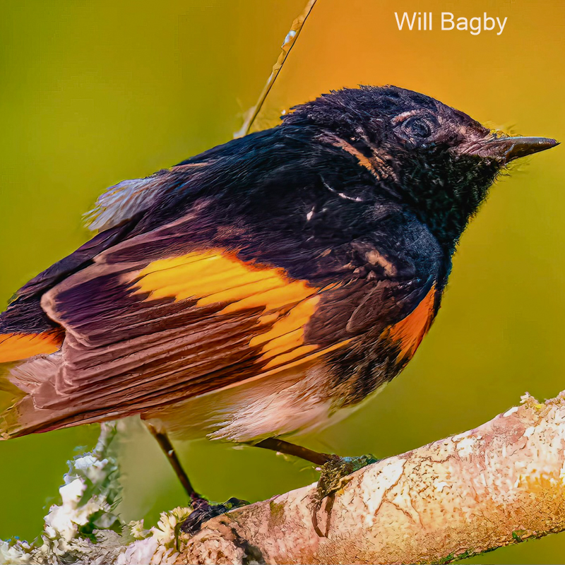 American Redstart.Bagby