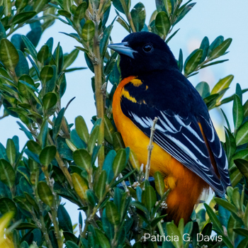 Baltimore Oriole