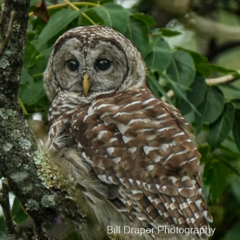 Barred Owl