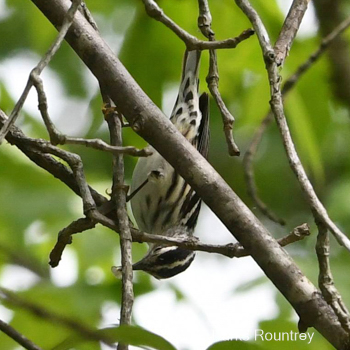 Black-and-white Warbler