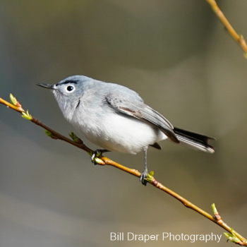 Blue-gray Gnatcatcher