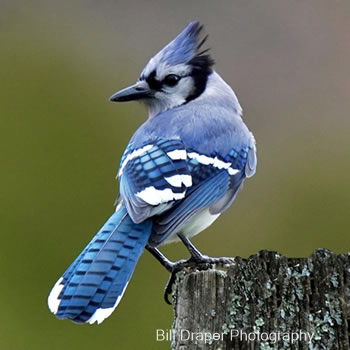 Blue Jay