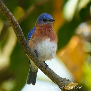 Eastern Bluebird