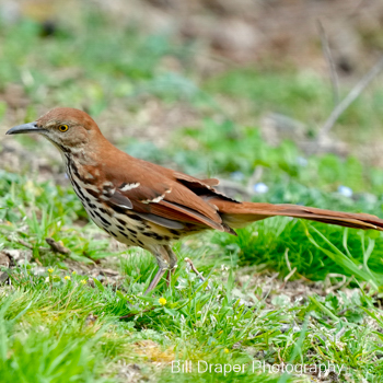 Brown Thrasher