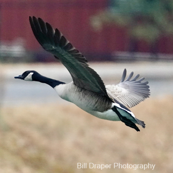 Canada Goose