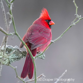 Northern Cardinal