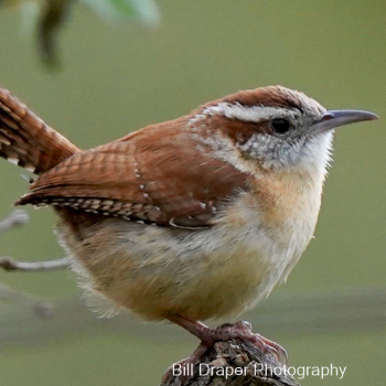 Carolina Wren