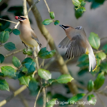 Cedar Waxwing