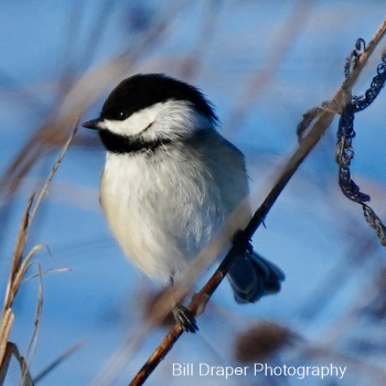 Carolina Chickadee