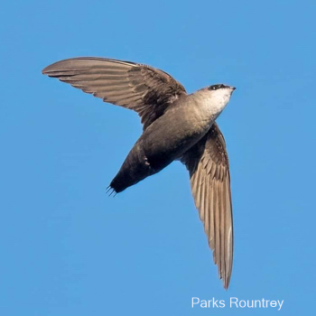 Chimney Swift