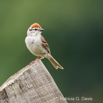 Chipping Sparrow