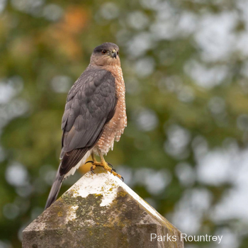 Coopers Hawk