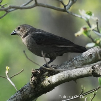 Brown-headed Cowbird