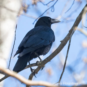 American Crow