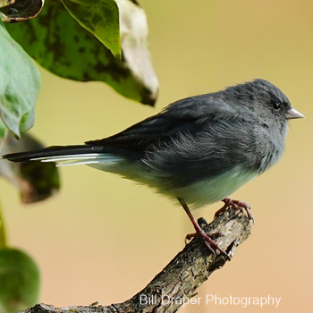 Dark-eyed Junco