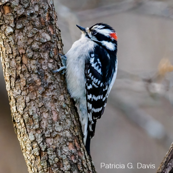 Downy Woodpecker