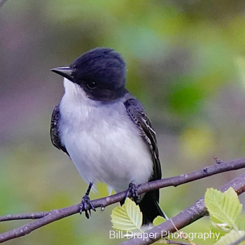 Eastern Kingbird