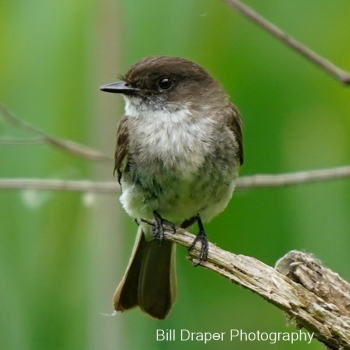 Eastern Phoebe