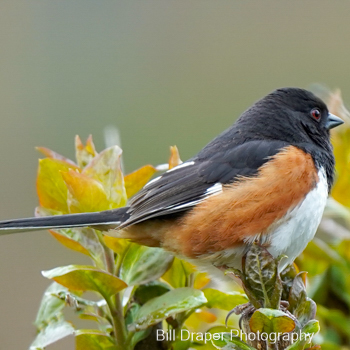 Eastern Towhee