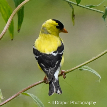 American Goldfinch