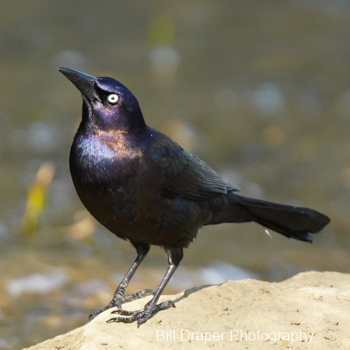 Common Grackle