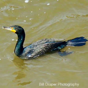 Double-Crested Cormorant