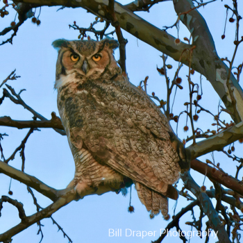 Great Horned Owl