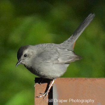 Gray Catbird