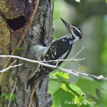 Hairy Woodpecker