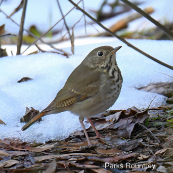 Hermit Thrush