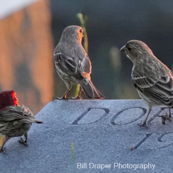 House Finch