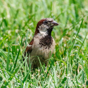 House Sparrow