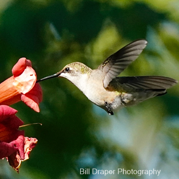 Ruby-throated Hummingbird