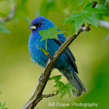 Indigo Bunting