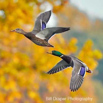 Mallard