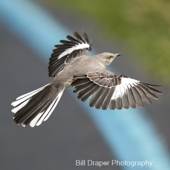 Northern Mockingbird