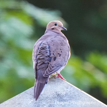 Mourning Dove