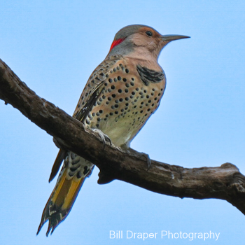 Northern Flicker