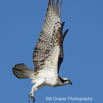 Osprey