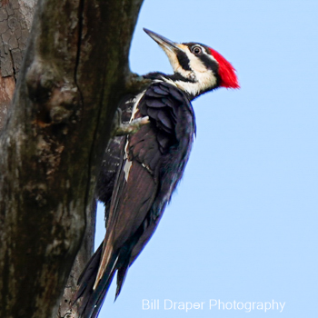 Pileated Woodpecker