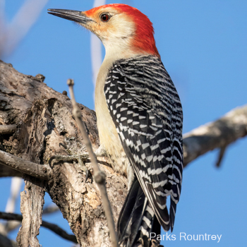 Red-bellied Woodpecker