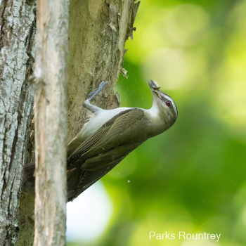 Red-eyed Vireo