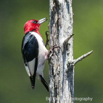 Red-headed Woodpecker