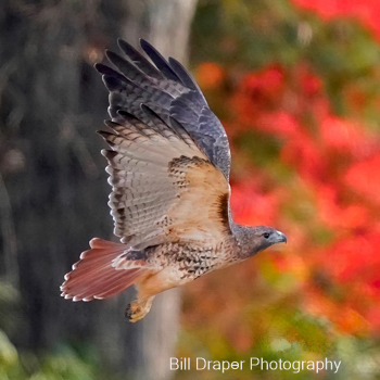 Red-tailed Hawk