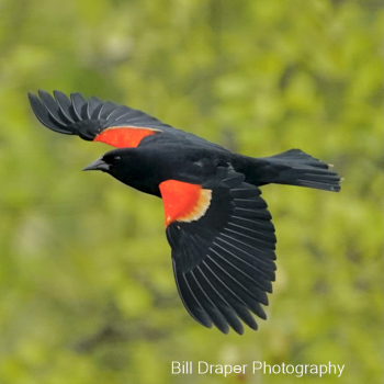 Red-Winged Blackbird