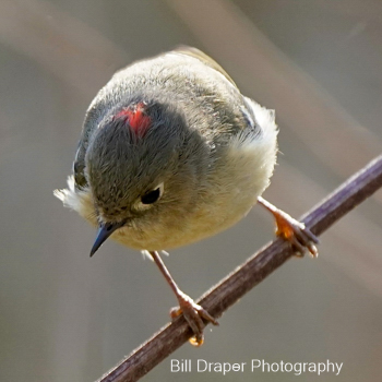 Ruby-crowned Kinglet