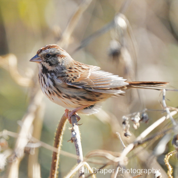 Song Sparrow