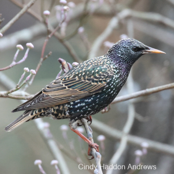 European Starling